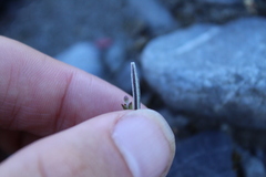 Epilobium microphyllum