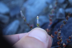 Epilobium microphyllum