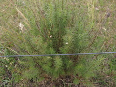 Baccharis coridifolia