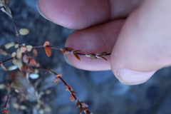 Epilobium microphyllum