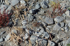 Epilobium microphyllum