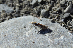Orocrambus xanthogrammus