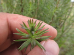 Baccharis coridifolia