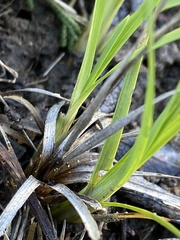 Juncus falcatus
