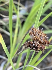 Juncus falcatus