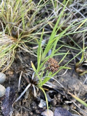 Juncus falcatus