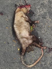 Didelphis marsupialis