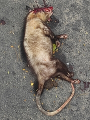 Didelphis marsupialis