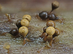 Trichia crateriformis