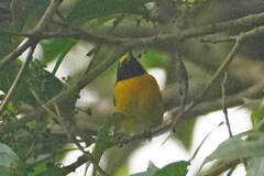 Euphonia minuta