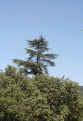 Cedrus atlantica image