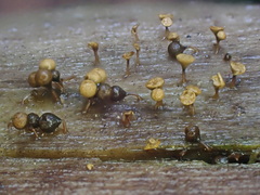 Trichia crateriformis