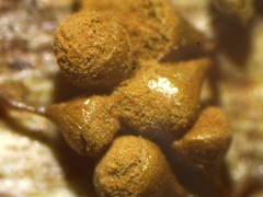 Trichia crateriformis