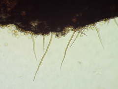 Trichia crateriformis