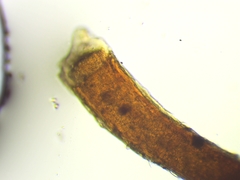 Trichia crateriformis