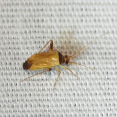 Phytocoris ramosus