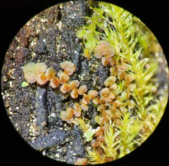 Frullania oakesiana