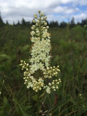 Stenanthium leimanthoides