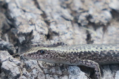 Cryptoblepharus australis