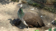 Pavo cristatus