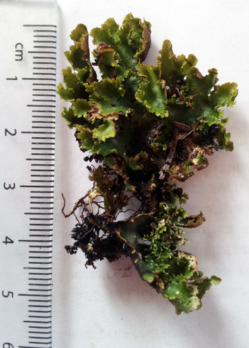 Sticta babingtonii image