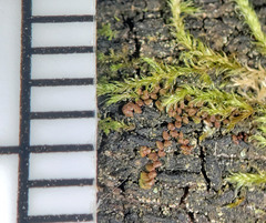 Frullania oakesiana