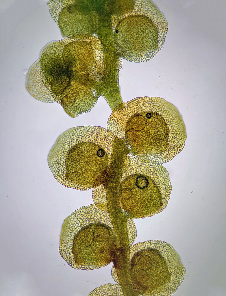Oakes' Scalewort