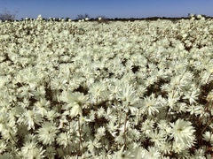 Rhodanthe chlorocephala
