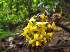 Molineria capitulata