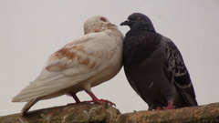 Columba livia domestica