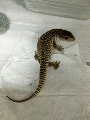 Varanus exanthematicus