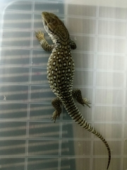 Varanus exanthematicus