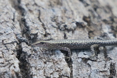 Cryptoblepharus australis