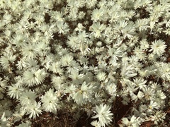 Rhodanthe chlorocephala