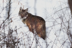 Canis latrans