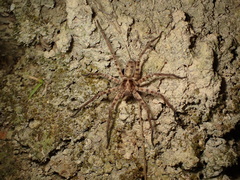 Heteropoda amphora
