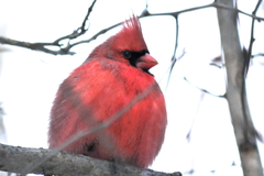 Cardinalis cardinalis