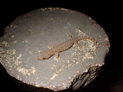 Hemiphyllodactylus hongkongensis