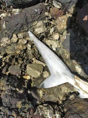 Carcharhinus brevipinna