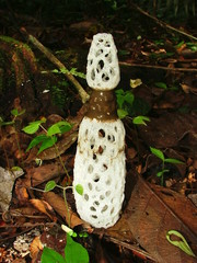 Staheliomyces cinctus