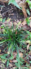 Carex sociata
