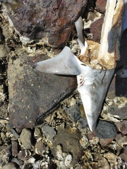Carcharhinus brevipinna