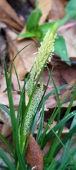 Carex sociata