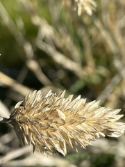 Phalaris californica