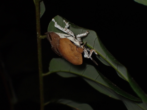 Lychee Stink Bug photo 4