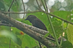 Schiffornis veraepacis