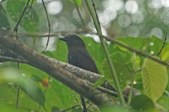 Schiffornis veraepacis