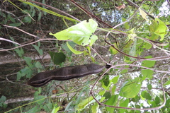 Mucuna gigantea