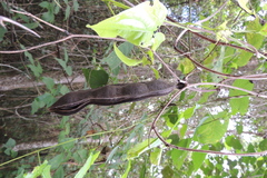 Mucuna gigantea