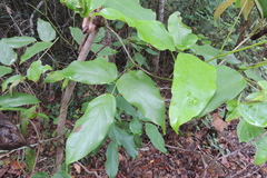 Mucuna gigantea